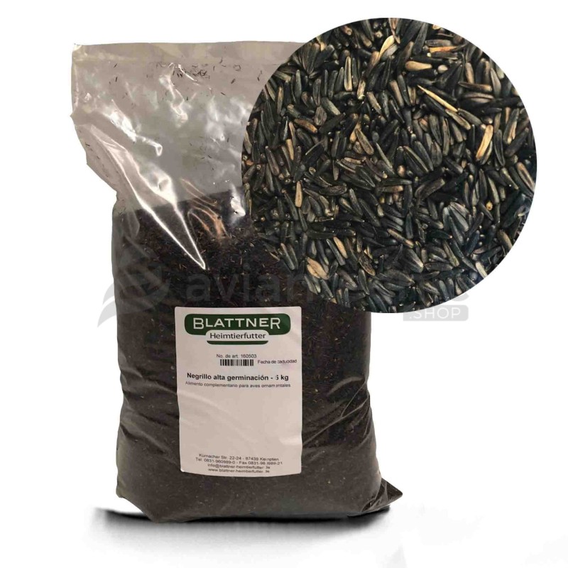 Negrillo alta germinación Blattner