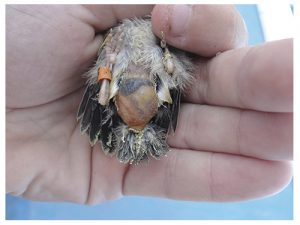 Ejemplar afectado por coccidiosis