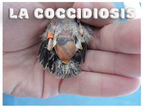 La coccidiosis: prevención y cura